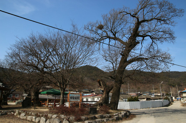 ▲새랄 입구에서는 당산주 5그루가 마을을 안으며 지키고 있다.