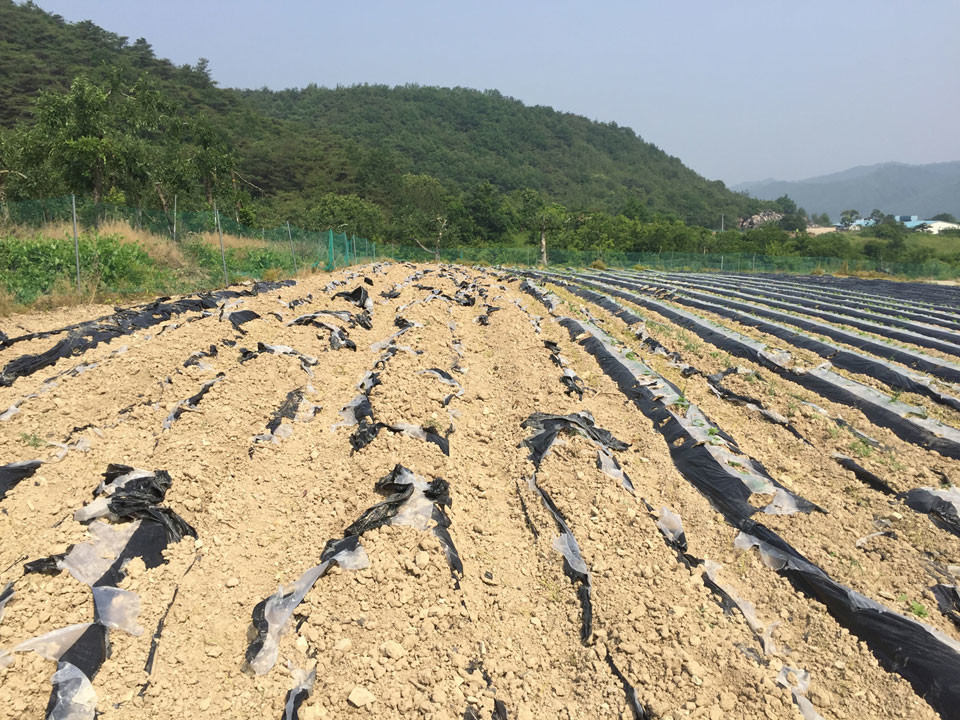 ▲멧돼지 피해현장.사진 안동시제공