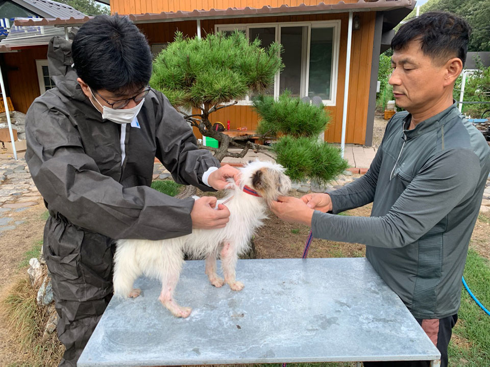 ▲영양군 인수공통 전염병인 광견병 무료 접종을 진행하고 있다.(사진 영양군청 제공)2021.08.20