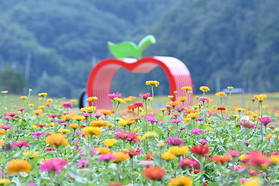 ▲사진 청송군청 제공.2021.08.26