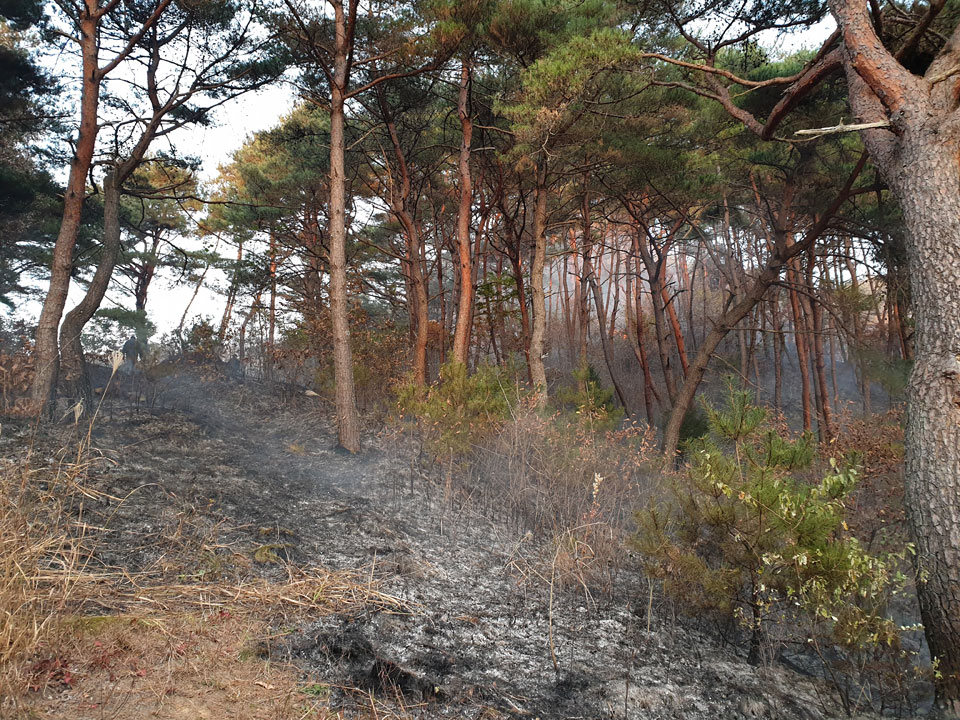 ▲지난 17일 오후 3시 55분경 예안면 도목리 산64-1번지 일원에서 발생한 산불 현장.(사진 안동소방서 제공)