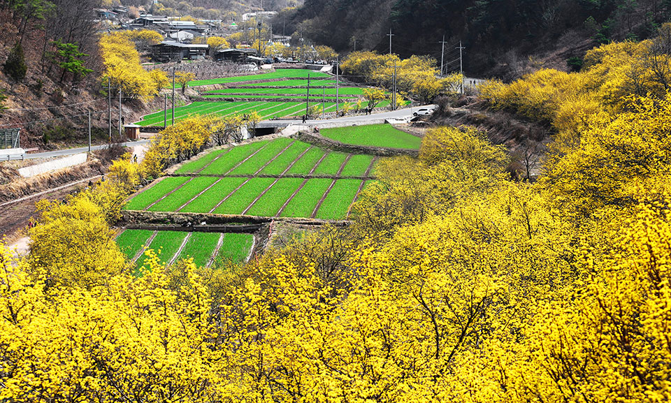 ▲사진 의성군청 제공.