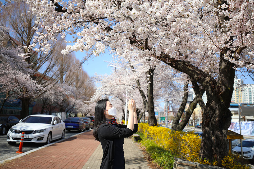 ▲안동 축제장길.