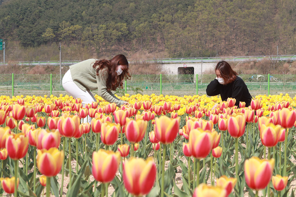 ▲안동포타운이 조성한 튤립 꽃밭 전경.(사진 안동시청 제공.2022.04.20)