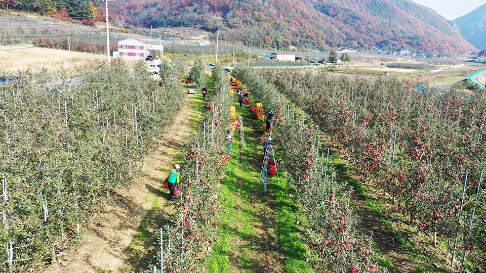 ▲사진 청송군청 제공.2022.04.27