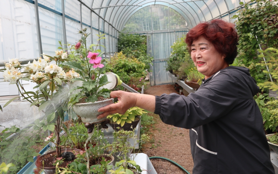 ▲집 마당에 설치한 비닐하우스에서 야생화 분경을 돌보고 있는 안동우리꽃연구회 최복순 회장.