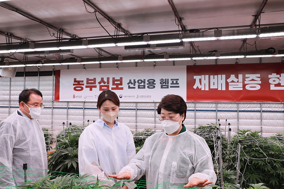 ▲이달희_부지사__산업용_헴프_재배실증_현장_방문