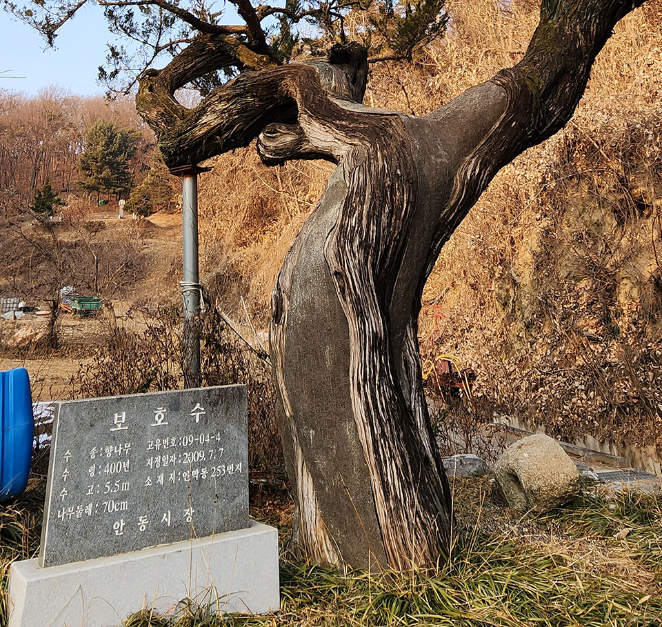 ▲범석골 향나무 몸통은 외과 수술 흔적이 확연함에도 400년 자리를 지키고 있었다.(사진 권기상 기자)