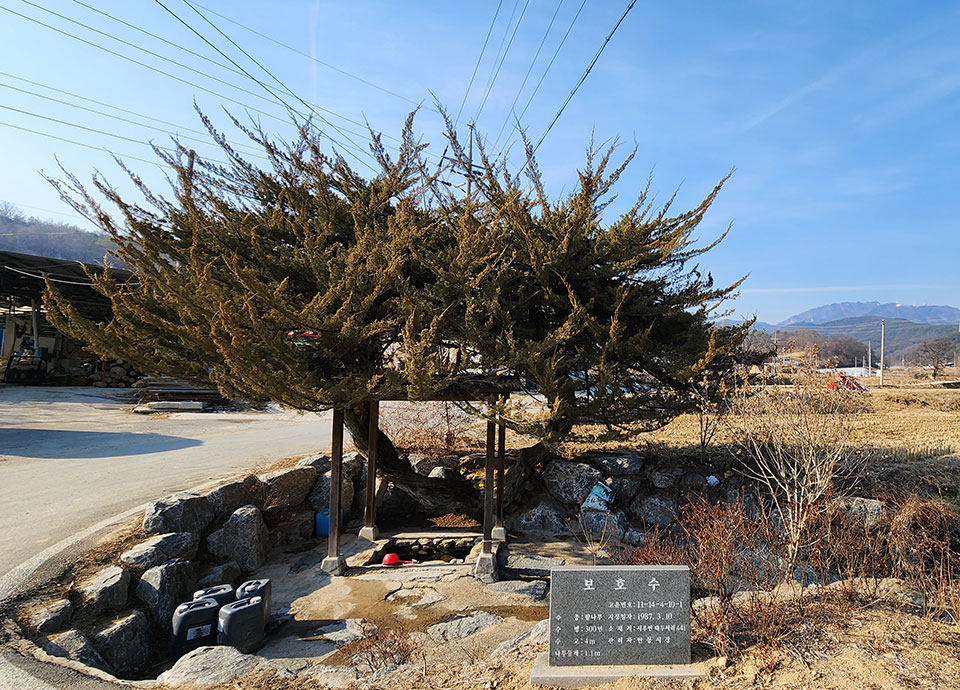 ▲안동시 서후면 대두서리 441번지에 수령 300년의 향나무가 저멀리 학가산을 배경으로 마르지 않는 우물을 지키고 있다.(사진 권기상 기자)