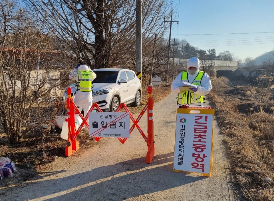 ▲상주시 한 육계 농장에서 고병원성 조류인플루엔자(AI) 의사환축이 발생했다.(사진 경북도청 제공.2023.02.28)