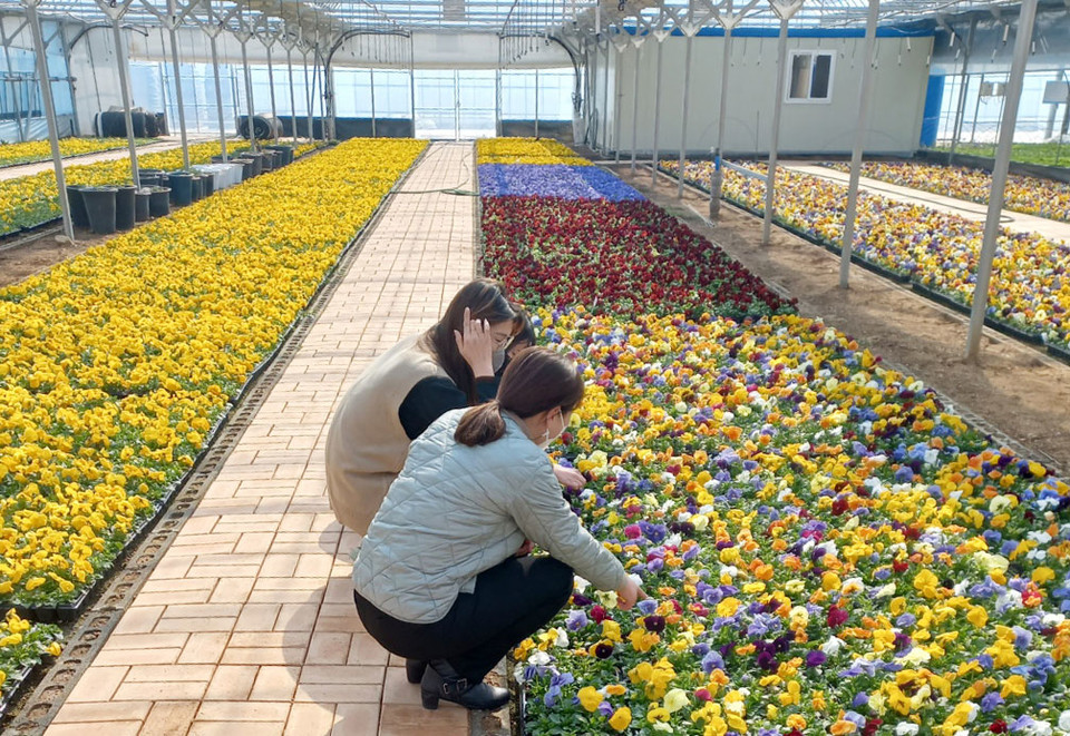 ▲안동시농업기술센터 육묘장에 핀 봄꽃들이 각 읍면동에 배부될 예정이다.(사진 안동시청 제공.2023.03.01)