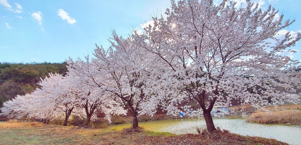 ▲청송 양수발전소 벚꽃.(사진 경북도청 제공)