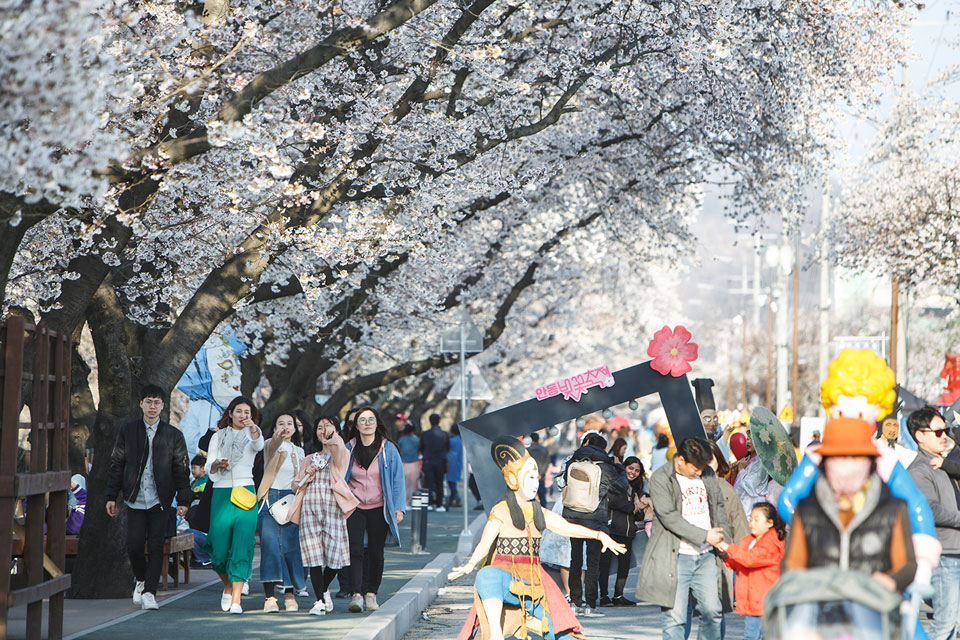 ▲지난 벚꽃축제.(사진 안동시청 제공)
