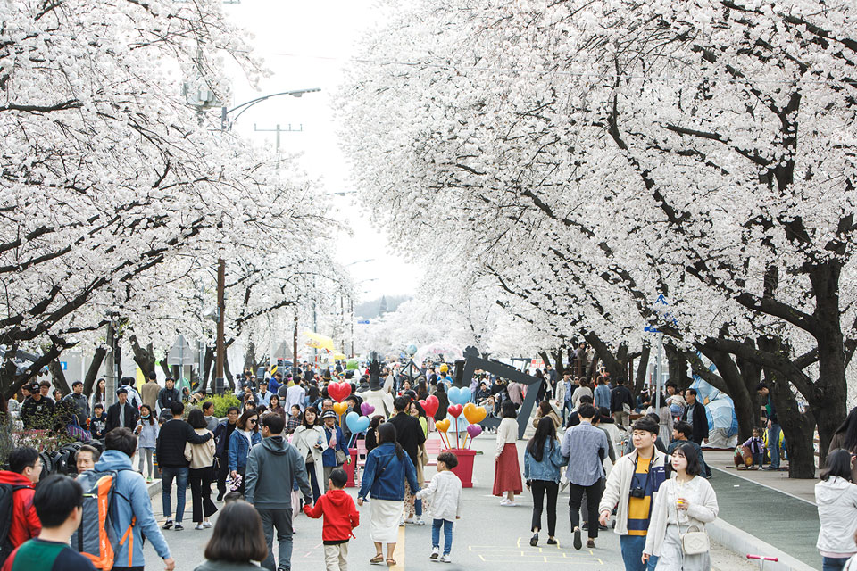 ▲지난 벚꽃축제.(사진 안동시청 제공)