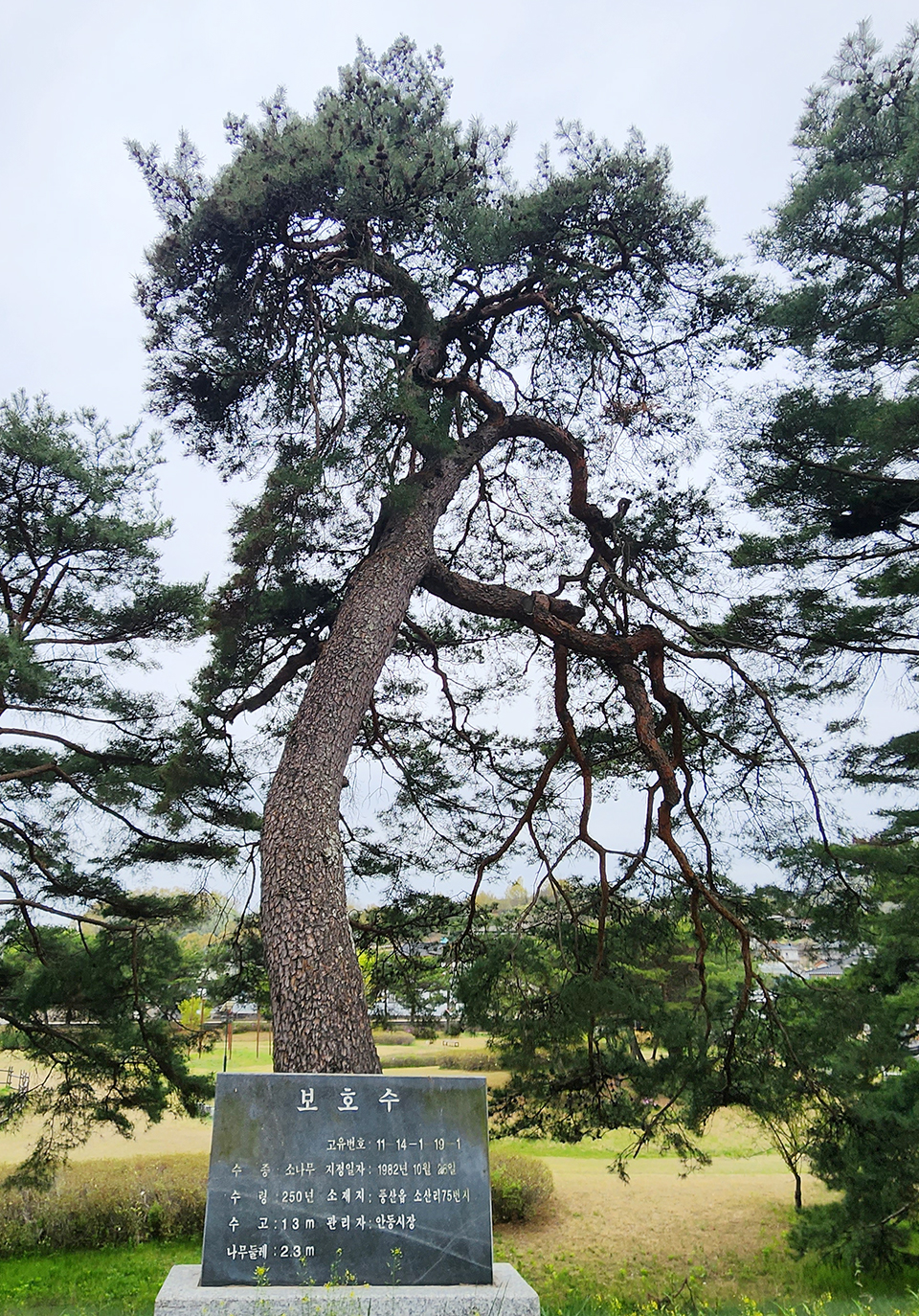 ▲안동시 풍산읍 소산리 삼구정 입구에 있는 보호수.(사진 권기상 기자)