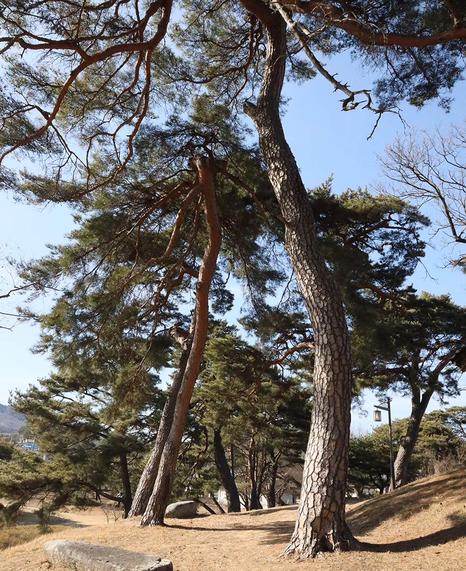 ▲안동시 풍산읍 소산리 입구 봉우리에 세워진 삼구정의 삼귀석.(사진 권기상 기자)