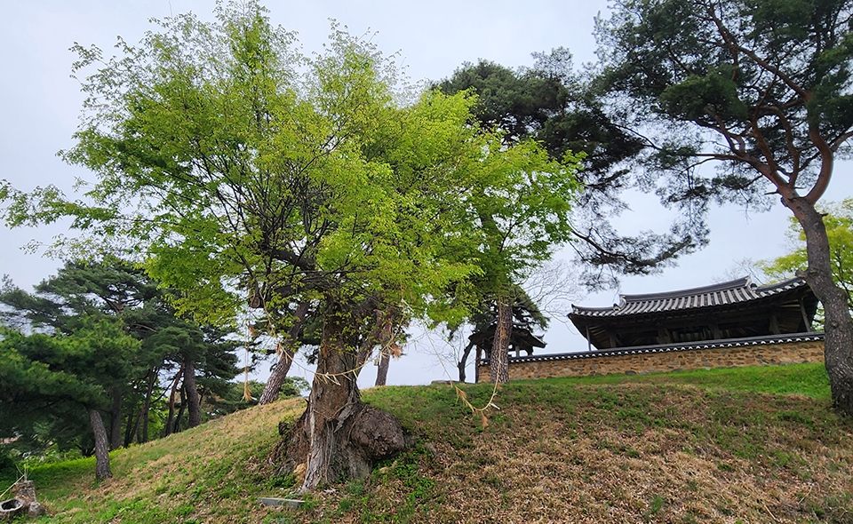 ▲삼구정 주위에는 수백년된 소나무와 느티나무가 당산목 역할을 하고 있었다.(사진 권기상 기자)