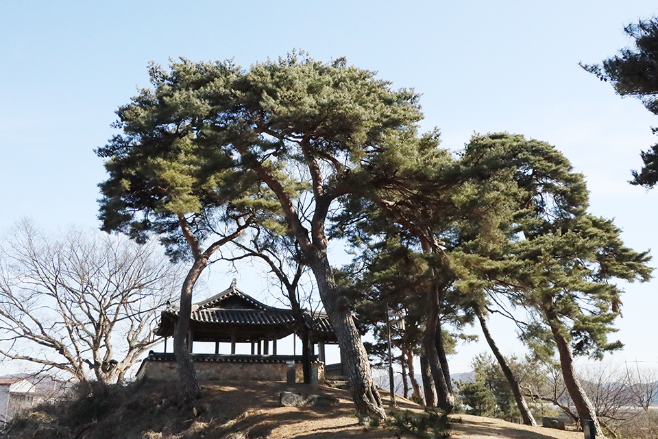 ▲삼구정 주위 수백년된 소나무와 느티나무가 숲을 이루고 있다.(사진 권기상 기자)