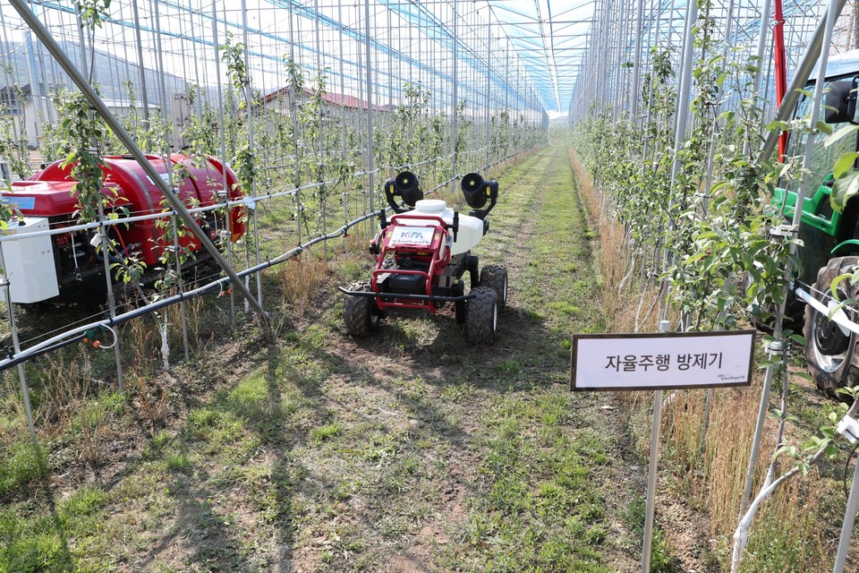 ▲안동에서 전국 최초로 노지 사과 스마트팜 시설이 공개됐다.(사진 안동시청 제공)