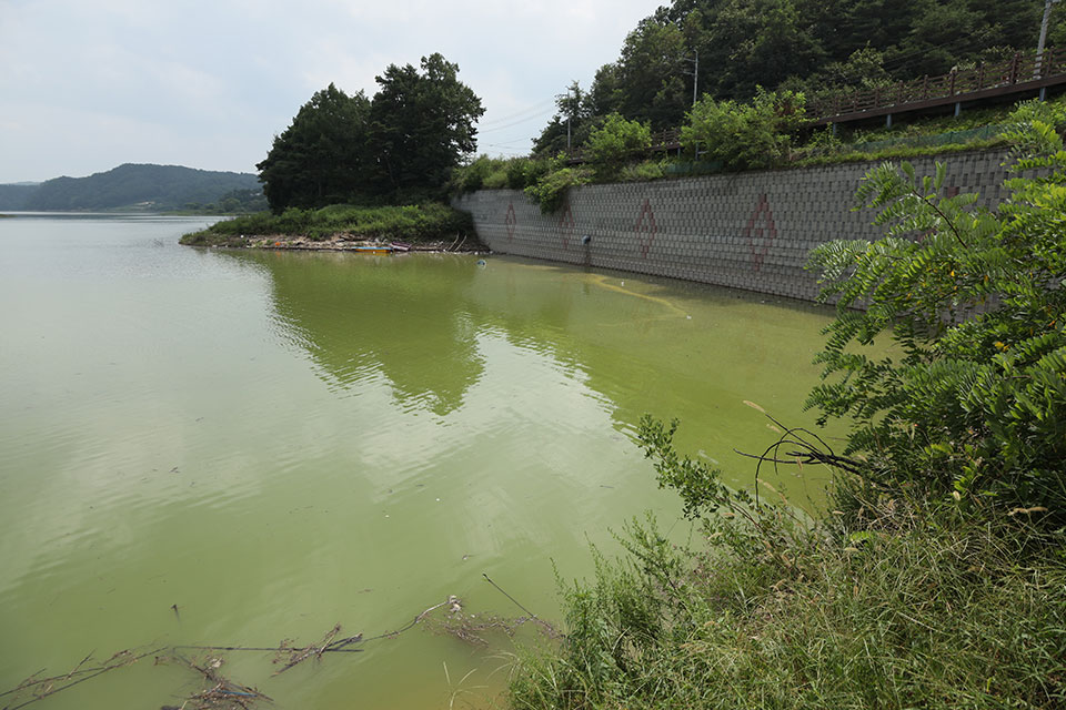 ▲지난 23일 도산면 예안교 인근 녹조가 댐을 뒤덮은 모습.(사진 권기상 기자)
