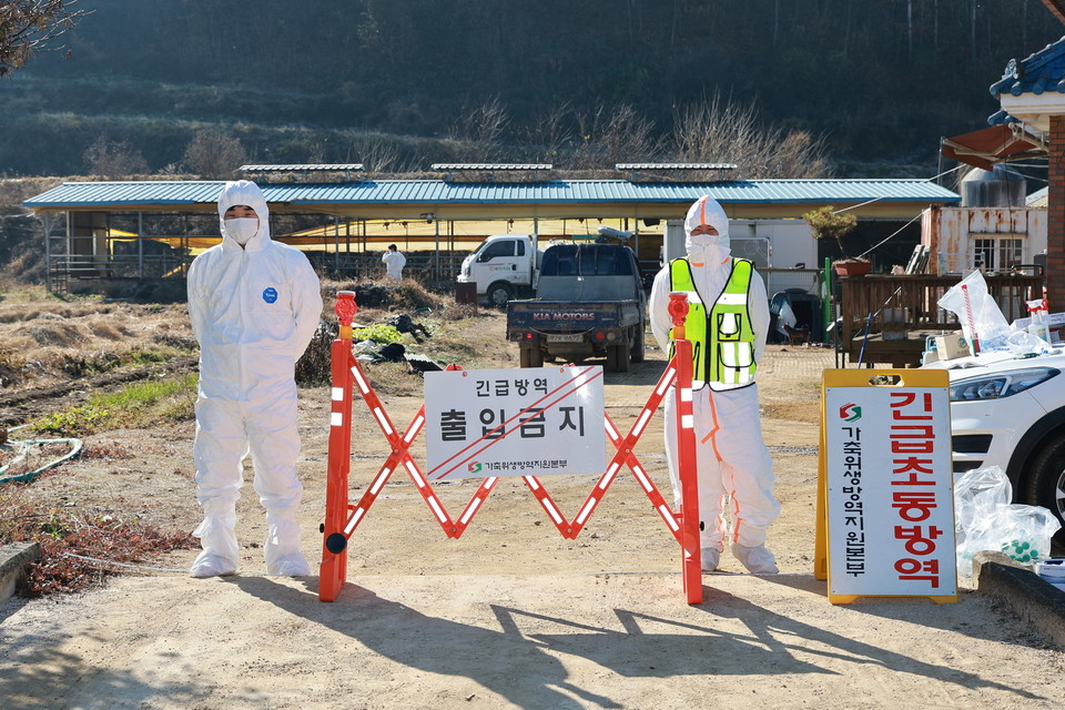 ▲지난 20일 예천군 호명면 직산리에서 럼피스킨병이 확진돼 관계당국이 검역을 강화하고 있다.(사진 예천군청 제공)