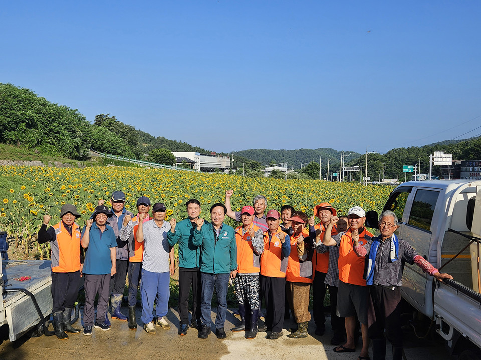 0710 풍산읍, 여름을 수놓은 ‘해바라기단지’ 조성 (▲사진 안동시)