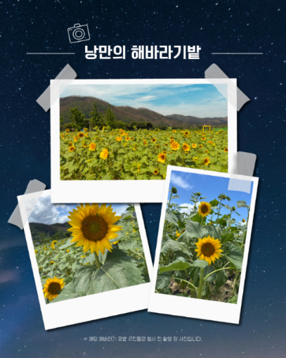 ▲자료 안동시